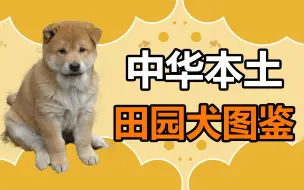 Télécharger la video: 宠物冷知识：中华本土田园犬图鉴，你还知道哪些田园犬？