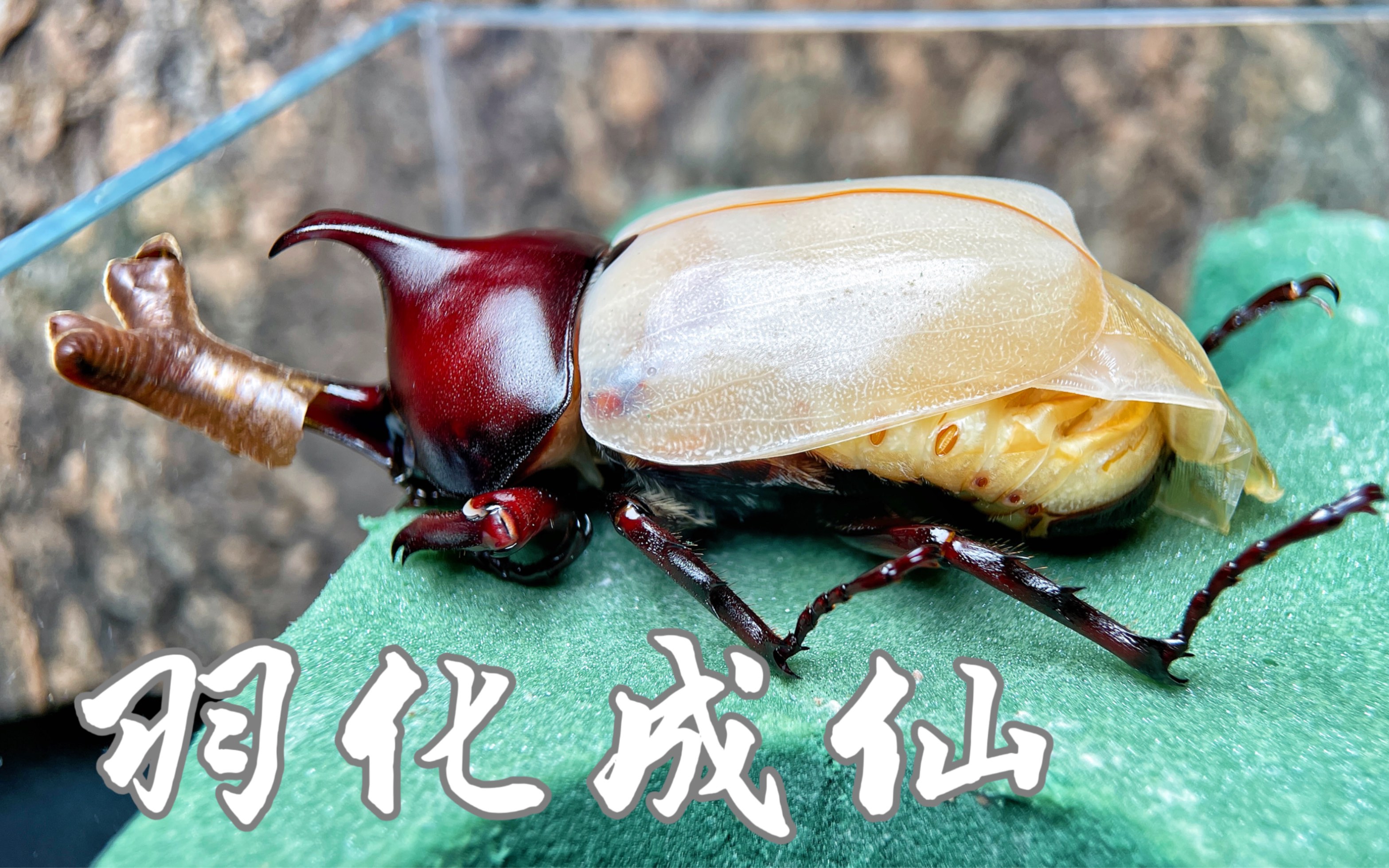 扯去面纱,看看世界 —— 独角仙羽化过程记录.