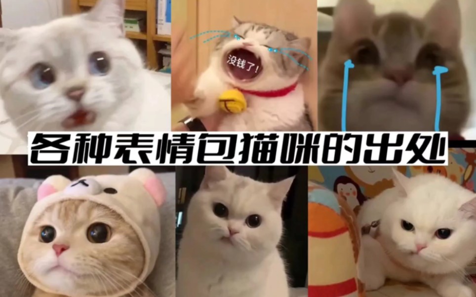 [图]各种可爱猫咪表情包出处，每一个都萌化了