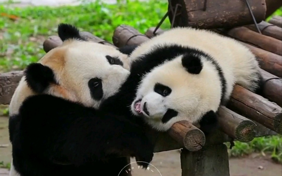 二顺:没得我薅不下木架的崽儿.【大熊猫二顺,渝爱】