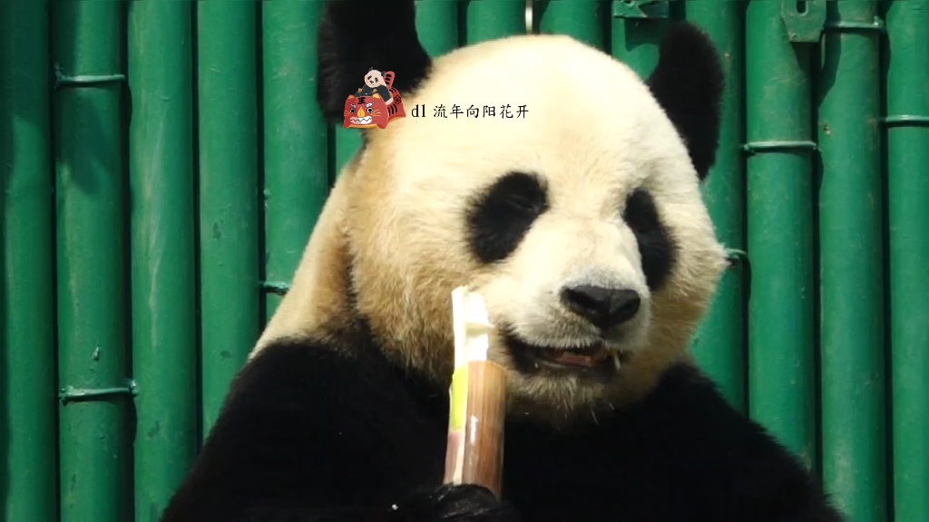 【大熊猫金虎】可盐可甜的虎大王