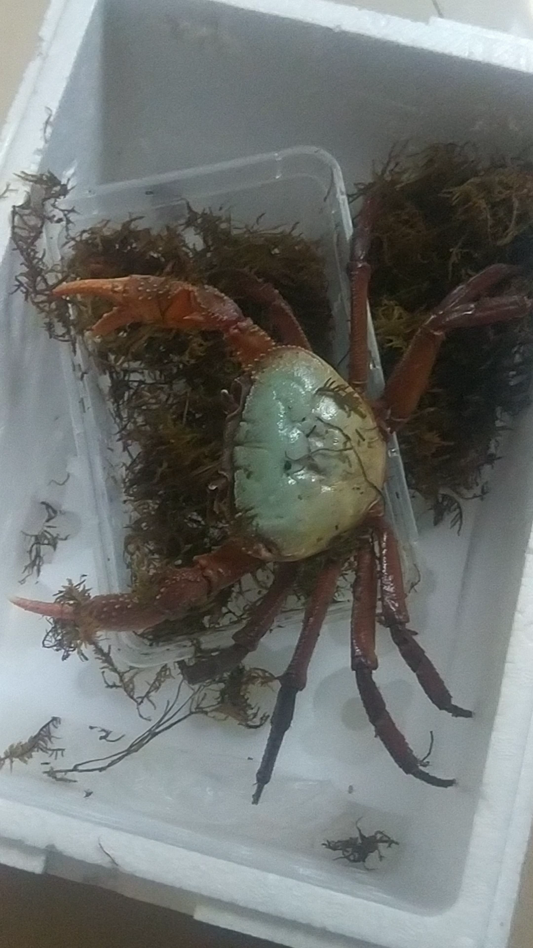 开箱一只    中印支溪蟹,打开后吓我一