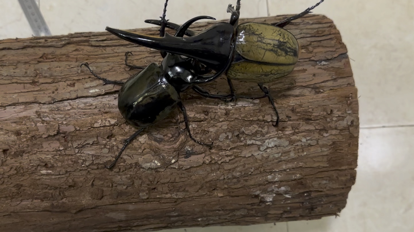 111粗壮南洋大兜cck制裁145小钢炮长戟大兜虫