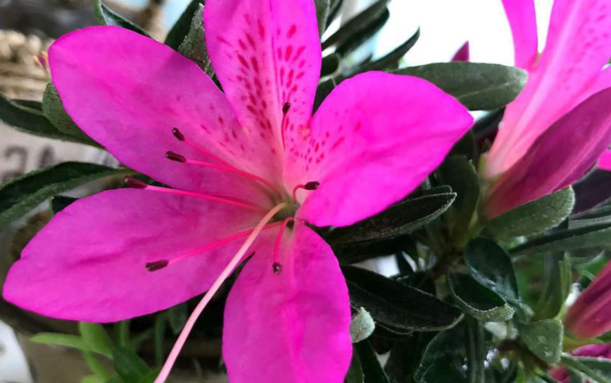 一棵杜鹃,紫龙之誉