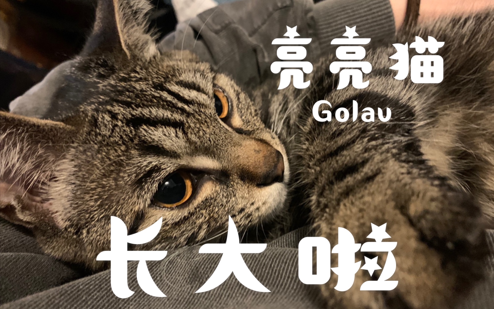 亮亮猫长大啦_哔哩哔哩 (゜-゜)つロ 干杯~-bilibili