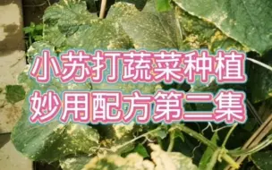 Download Video: 小苏打蔬菜种植第二集