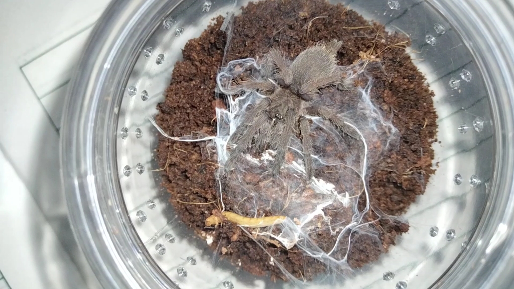 敬钊缨毛捕鸟蛛