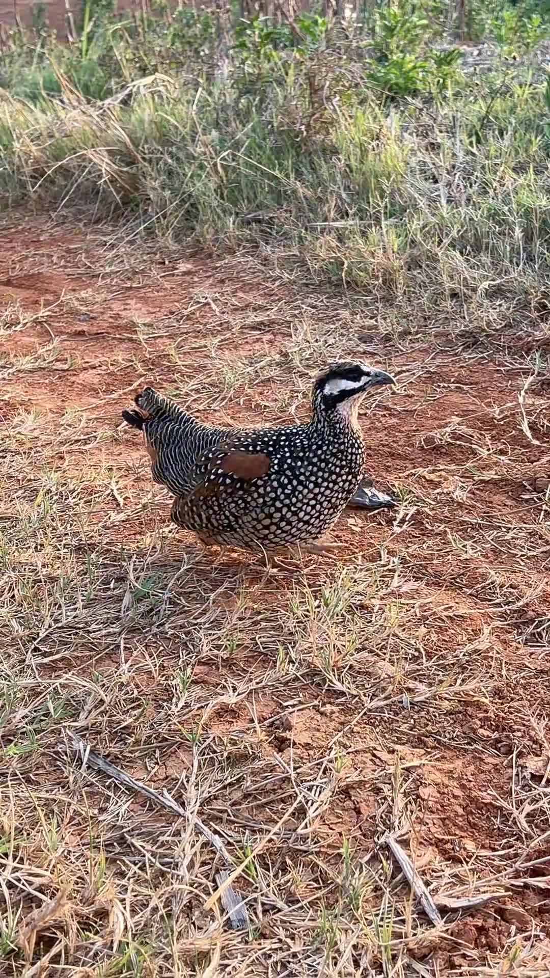 户外拍摄中华鹧鸪鸟