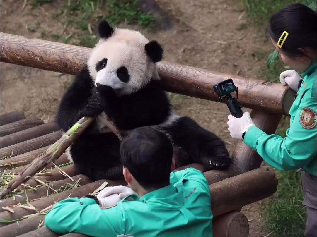 来看爱宝乐园饲养员的专业水平,我说的是"拍摄"专业,