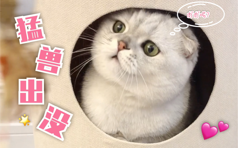 凶猛猫猫头 请大家小心通过哔哩哔哩bilibili