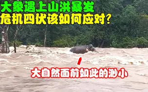 Download Video: 大象遇上山洪暴发，被困其中无法上岸，大象会如何自救？