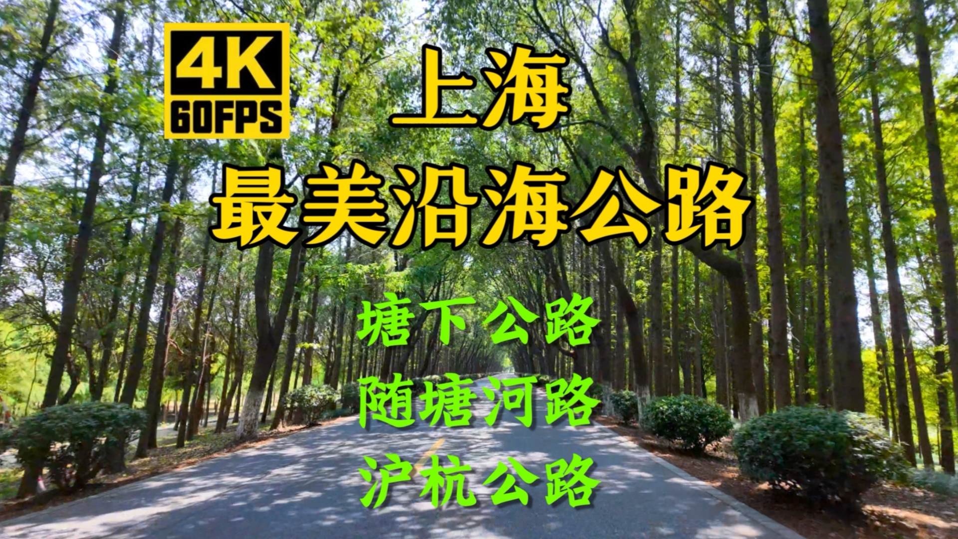 享受夏日绿意清爽,驾车穿越上海三条最美沿海公路  4K超清哔哩哔哩bilibili