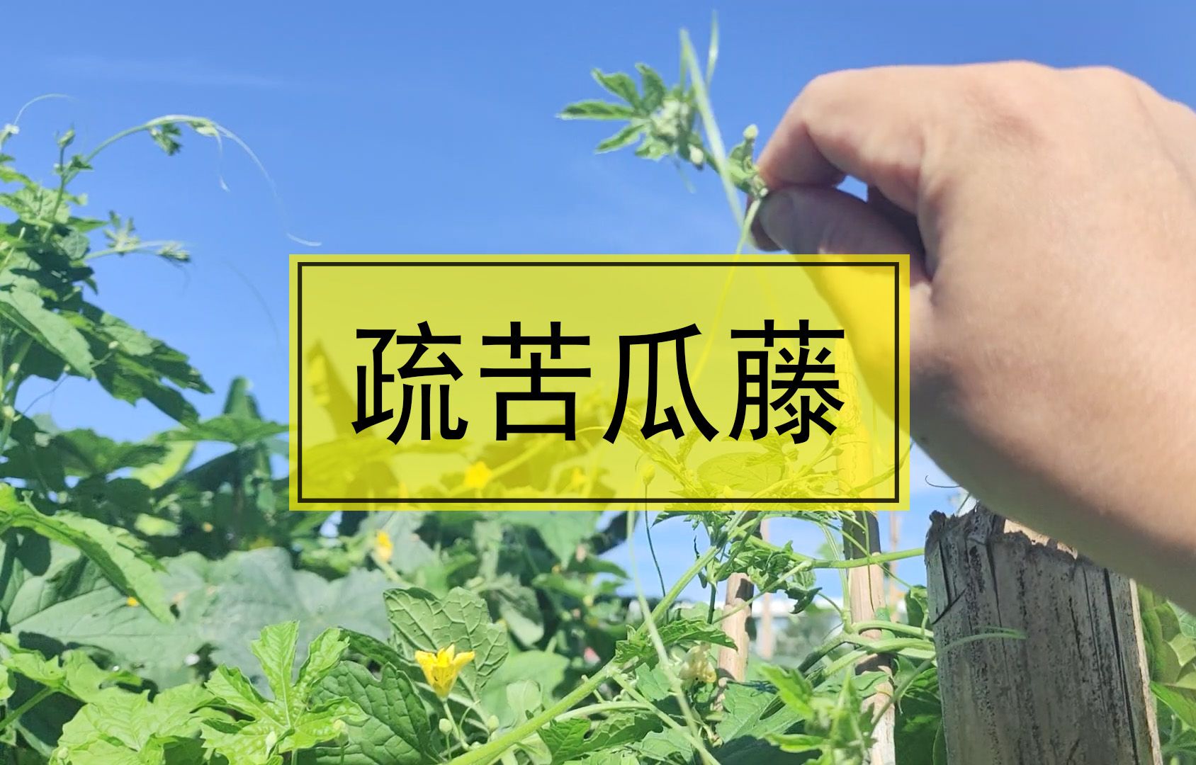 菜地劳作,疏苦瓜藤,希望能增产增量