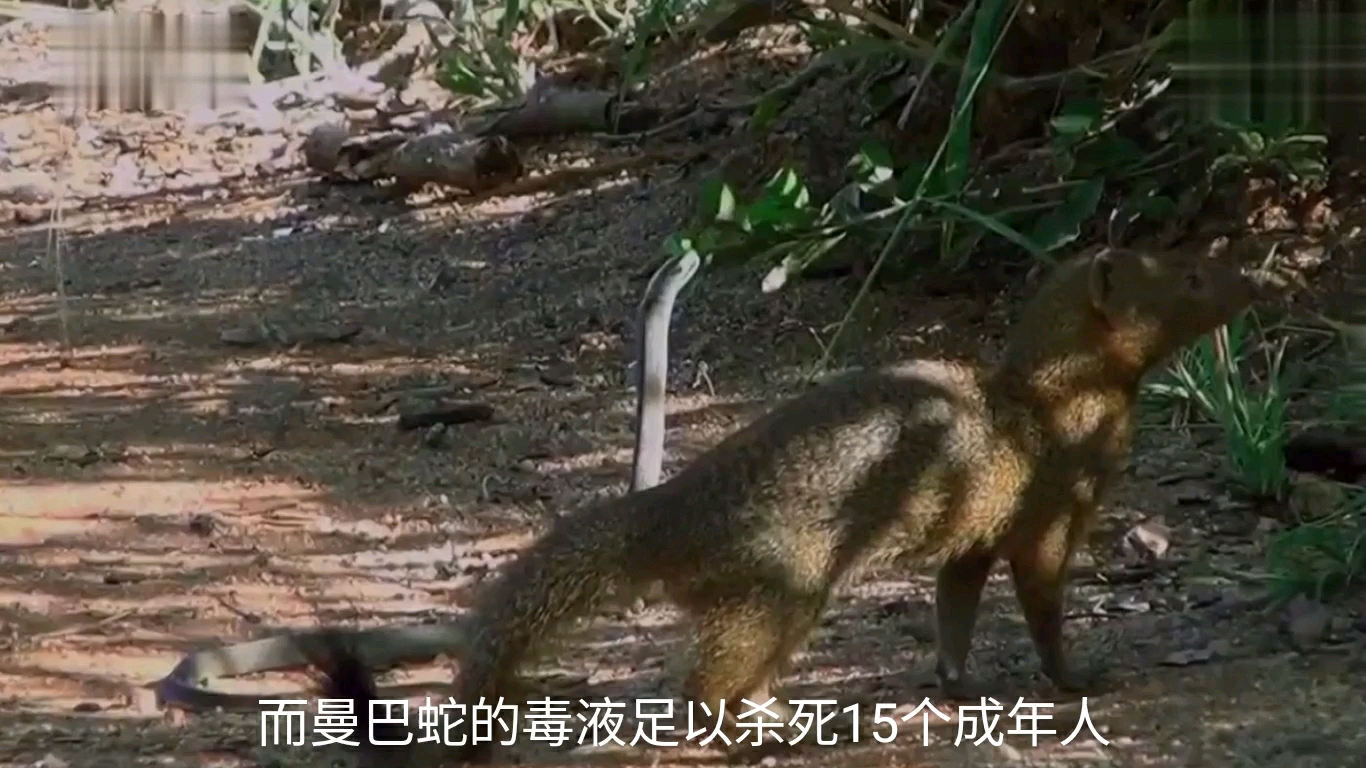 [图]貂獴捕食黑曼巴蛇，世界最致命的毒蛇之一也有天敌