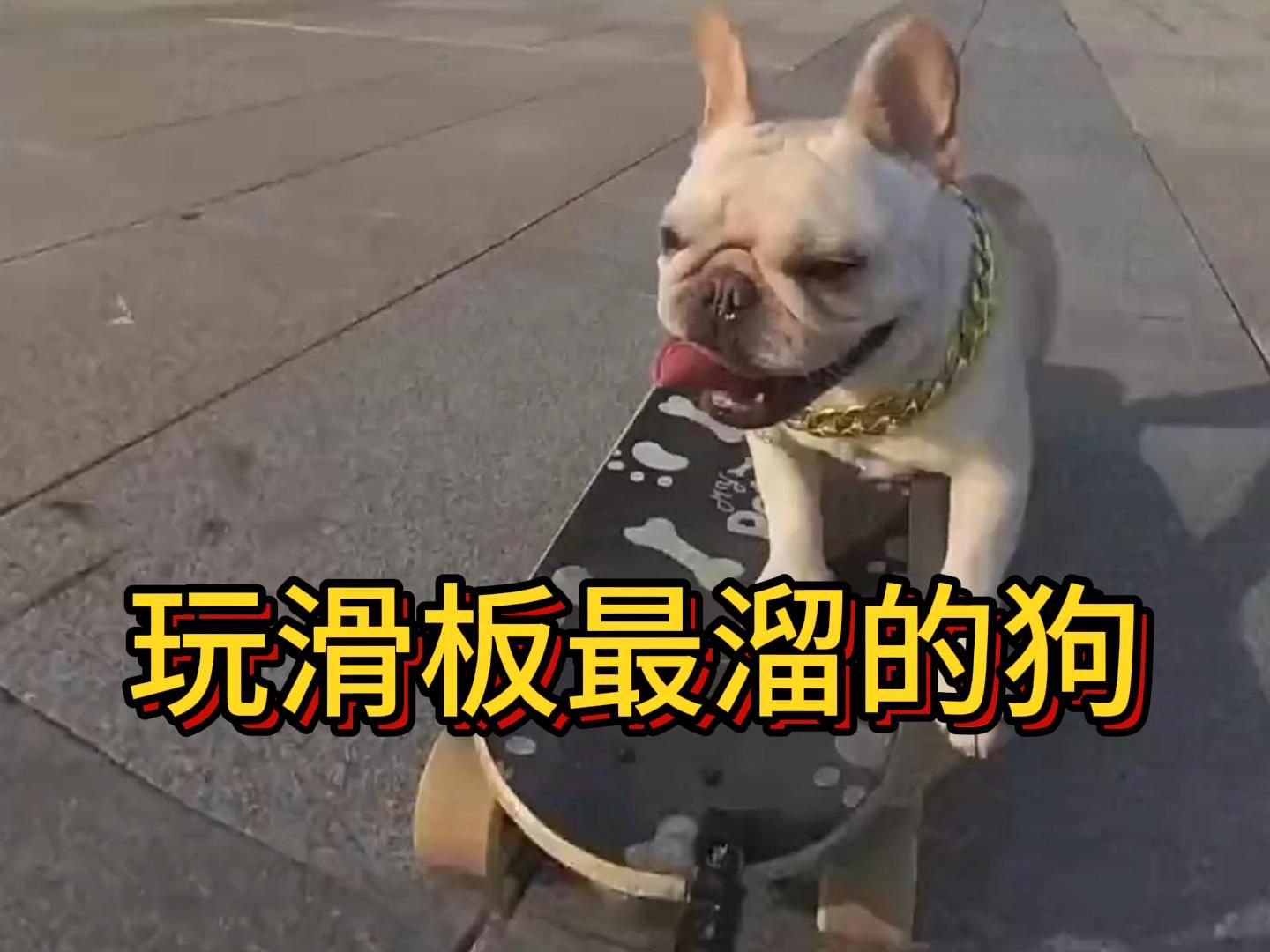玩滑板最溜的狗子