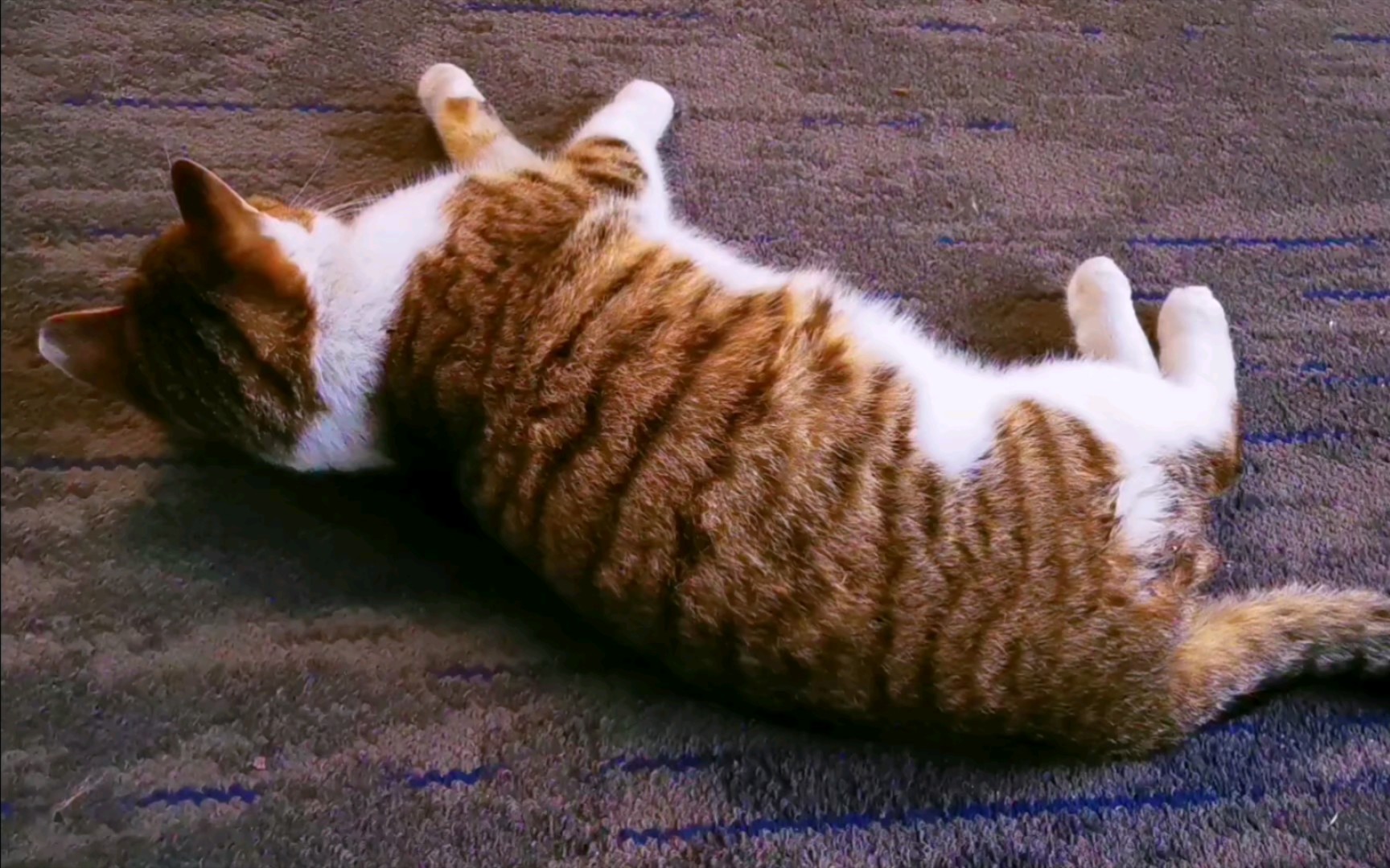 肥美胖猫,在线撒娇