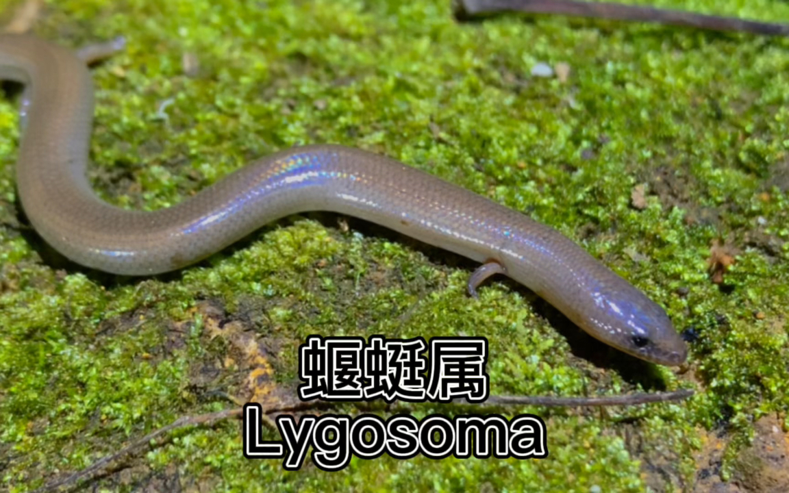 蝘蜓属Lygosoma,则整个就是一副“画蛇添足”的样子哔哩哔哩bilibili