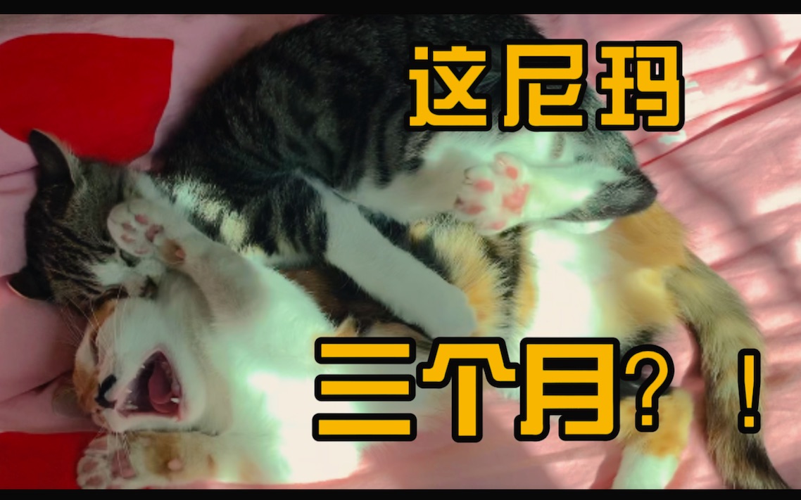 3个月小公猫暴打6个月小母猫,联合闺蜜复仇!哔哩哔哩bilibili