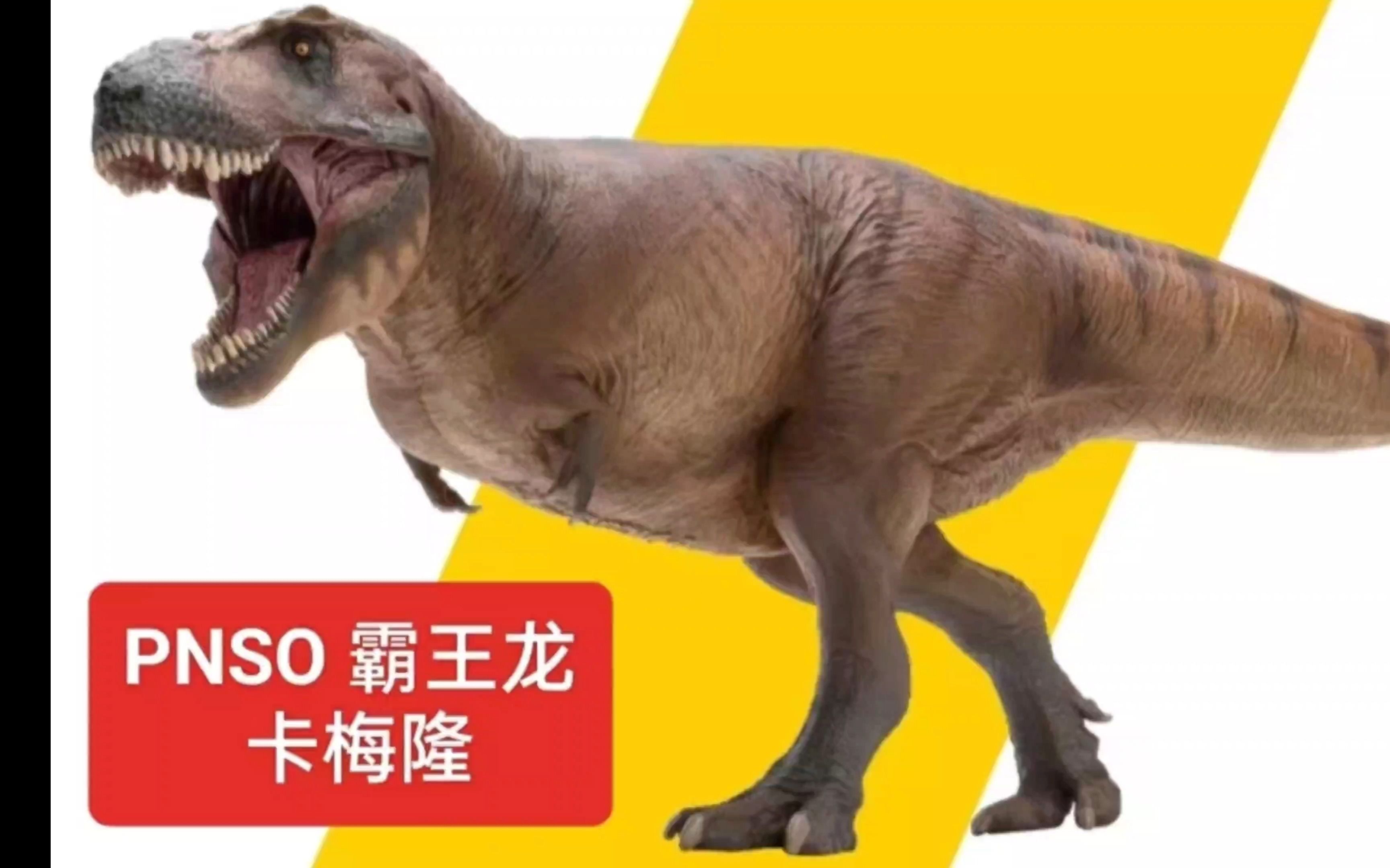 【恐龙模型】新人报道~pnso霸王龙卡梅隆 模型分享