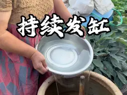 下载视频: 我以为它会受伤没想到它越来越强