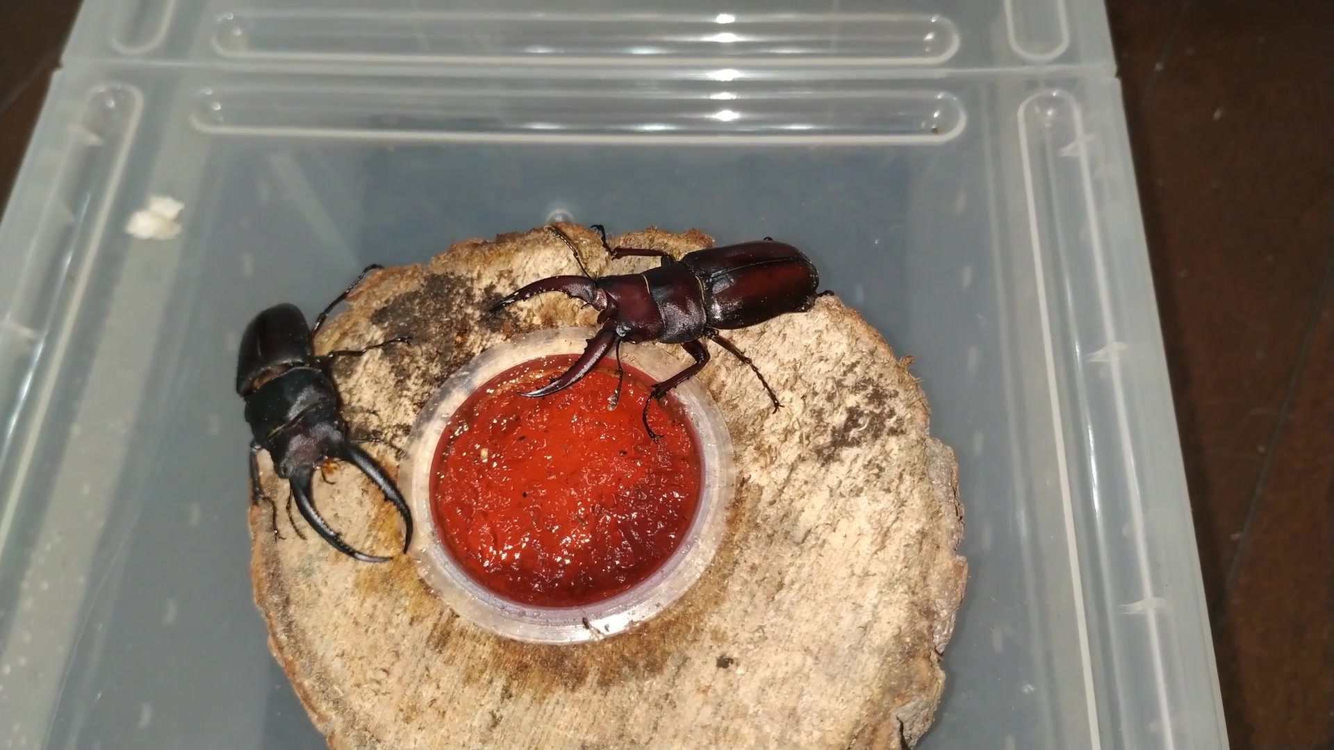 【甲虫】【高砂锯】【刀锹】不给吃果冻就揍你老婆_哔哩哔哩_bilibili