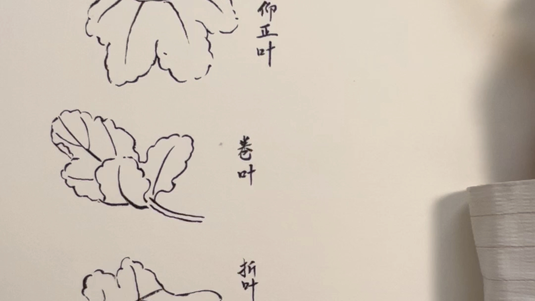 写意菊花叶子画法