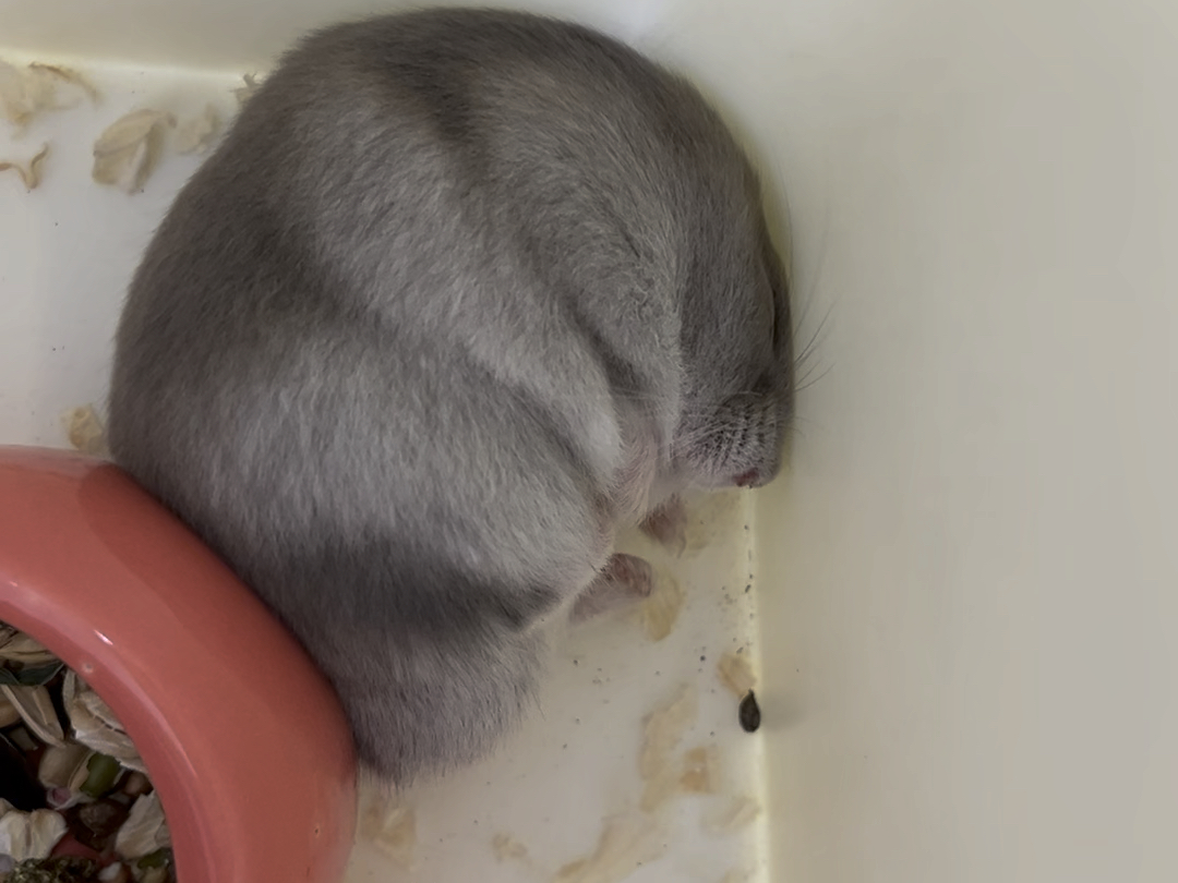 【仓鼠】芝麻包包