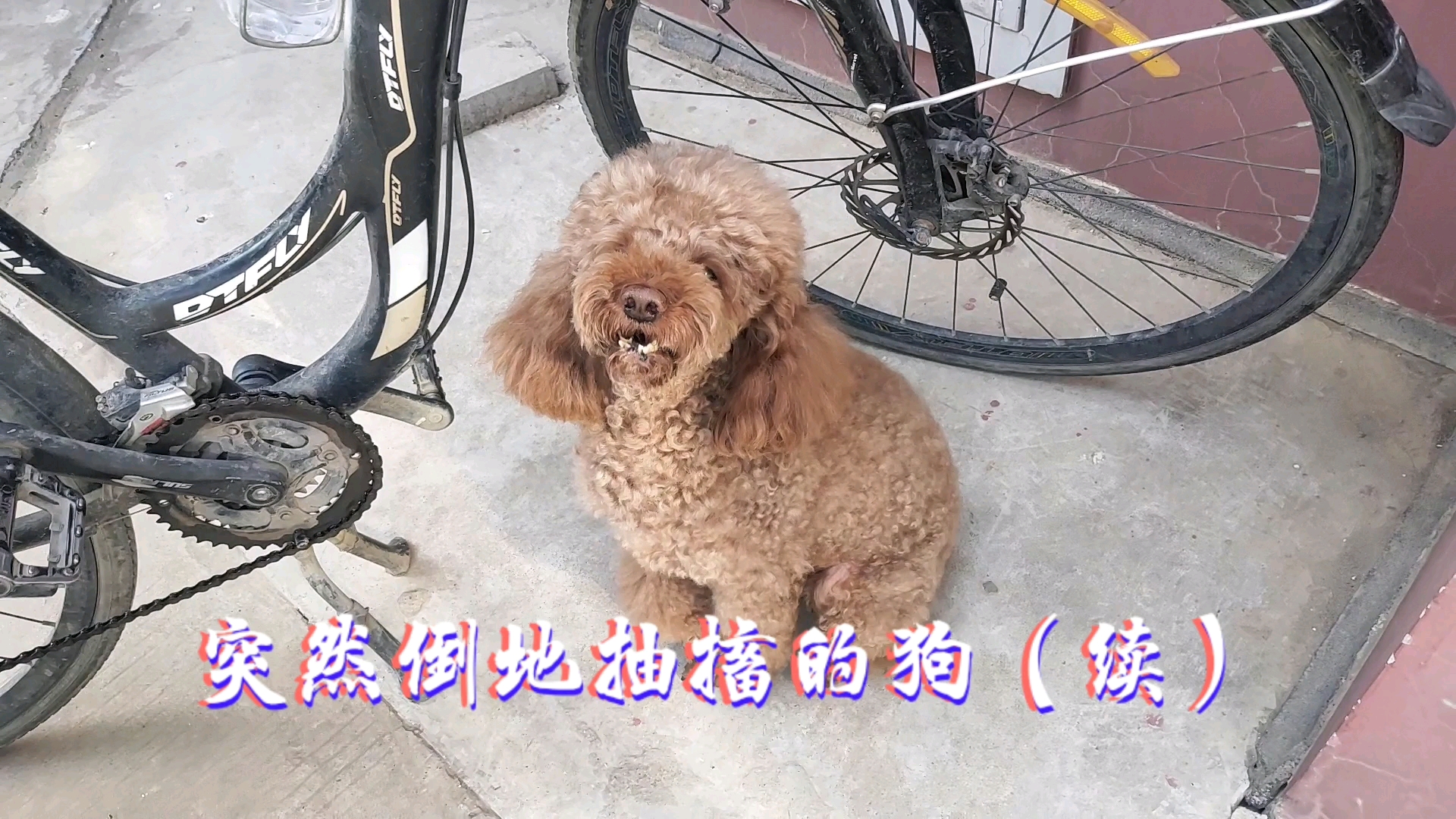 突然倒地抽搐的狗治疗五天效果如何分享治疗预防办法