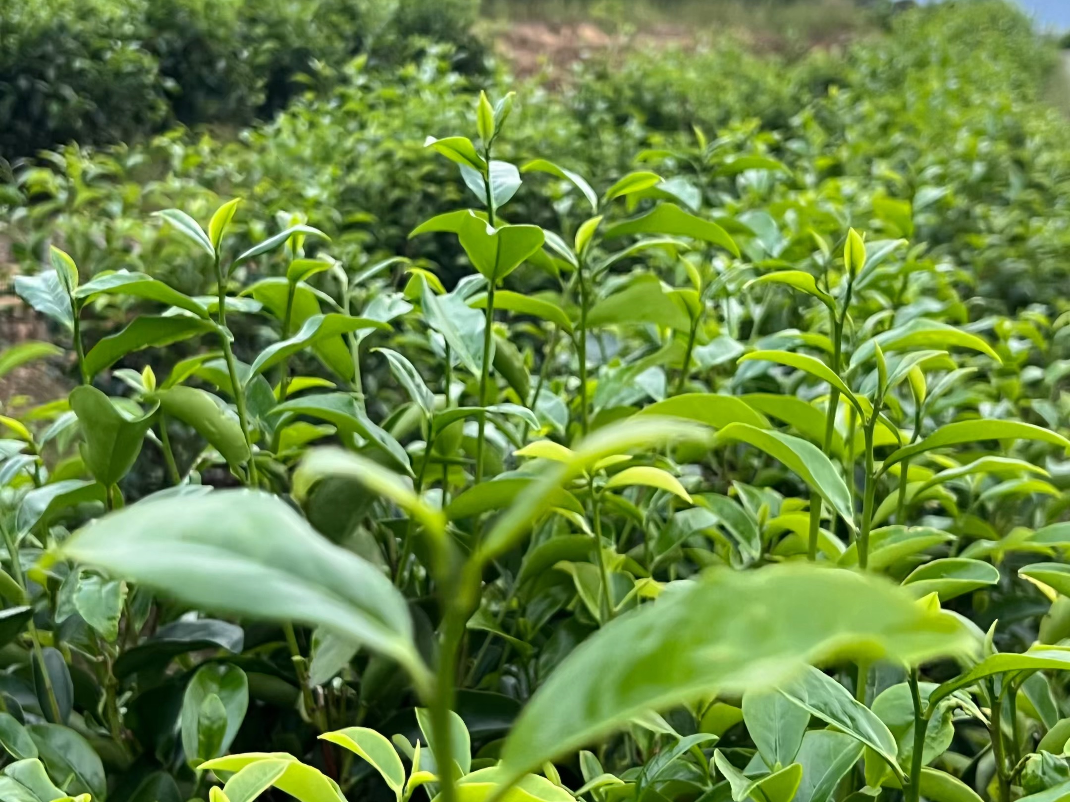 凤凰单丛茶树高清图图片