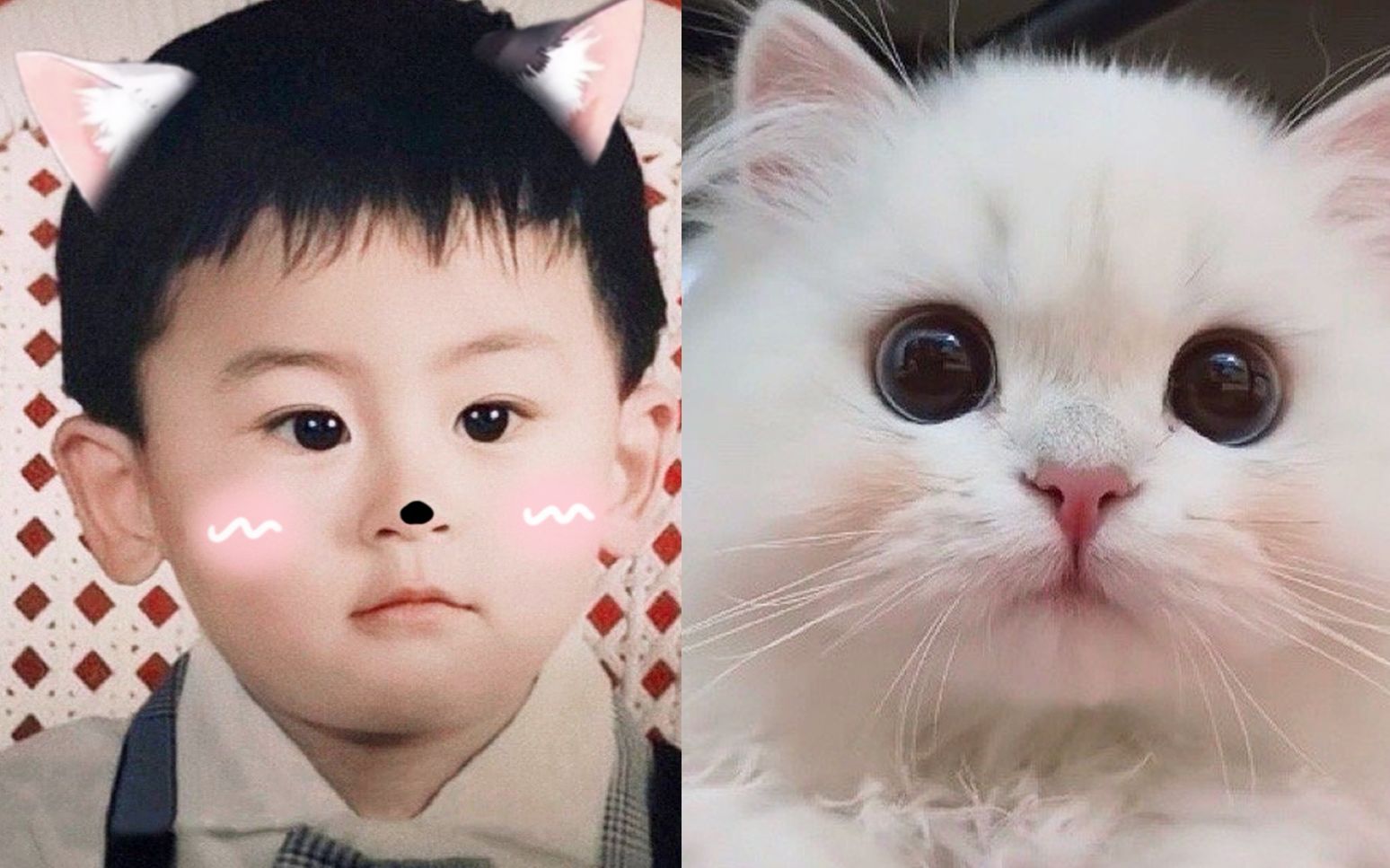 搞到真的猫猫了!^ω^ | 张哲瀚_哔哩哔哩 (゜-゜)つロ 干杯~-bilibili