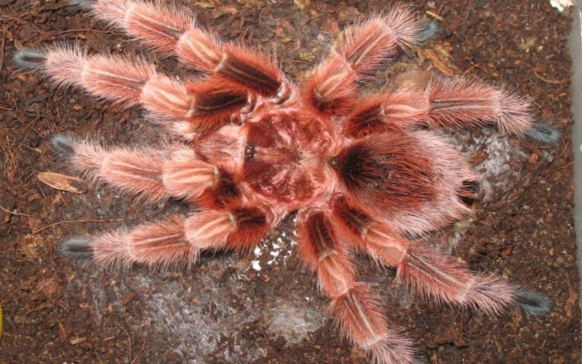 夜架新手开箱-火玫瑰捕鸟蛛幼体_哔哩哔哩 (゜-゜)つロ 干杯~-bili