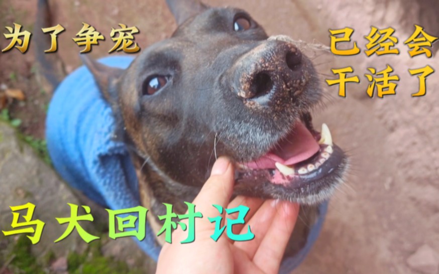 带马犬回村后!开始放飞狗生,享受生活!并学会了干活争宠技能!哔哩哔哩bilibili