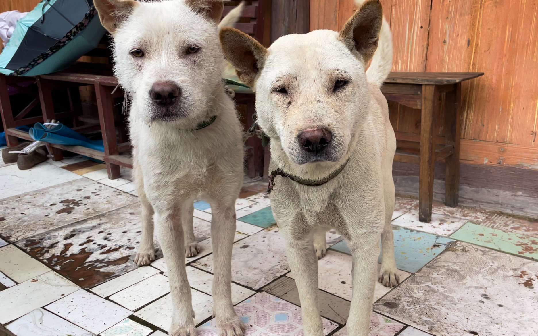 两只出生入死的师傅狗,浑身布满伤痕,真正的高手功夫都写在脸上