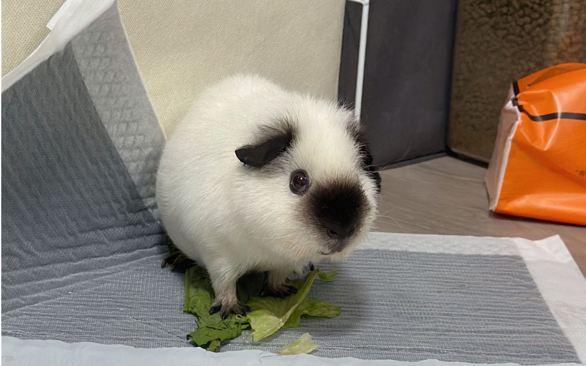 散养荷兰猪,简直是一只会乱跑的小狗!
