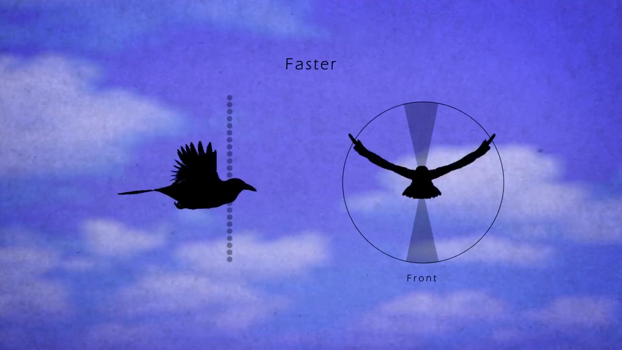 鸟类飞行动画参考素材哔哩哔哩bilibili