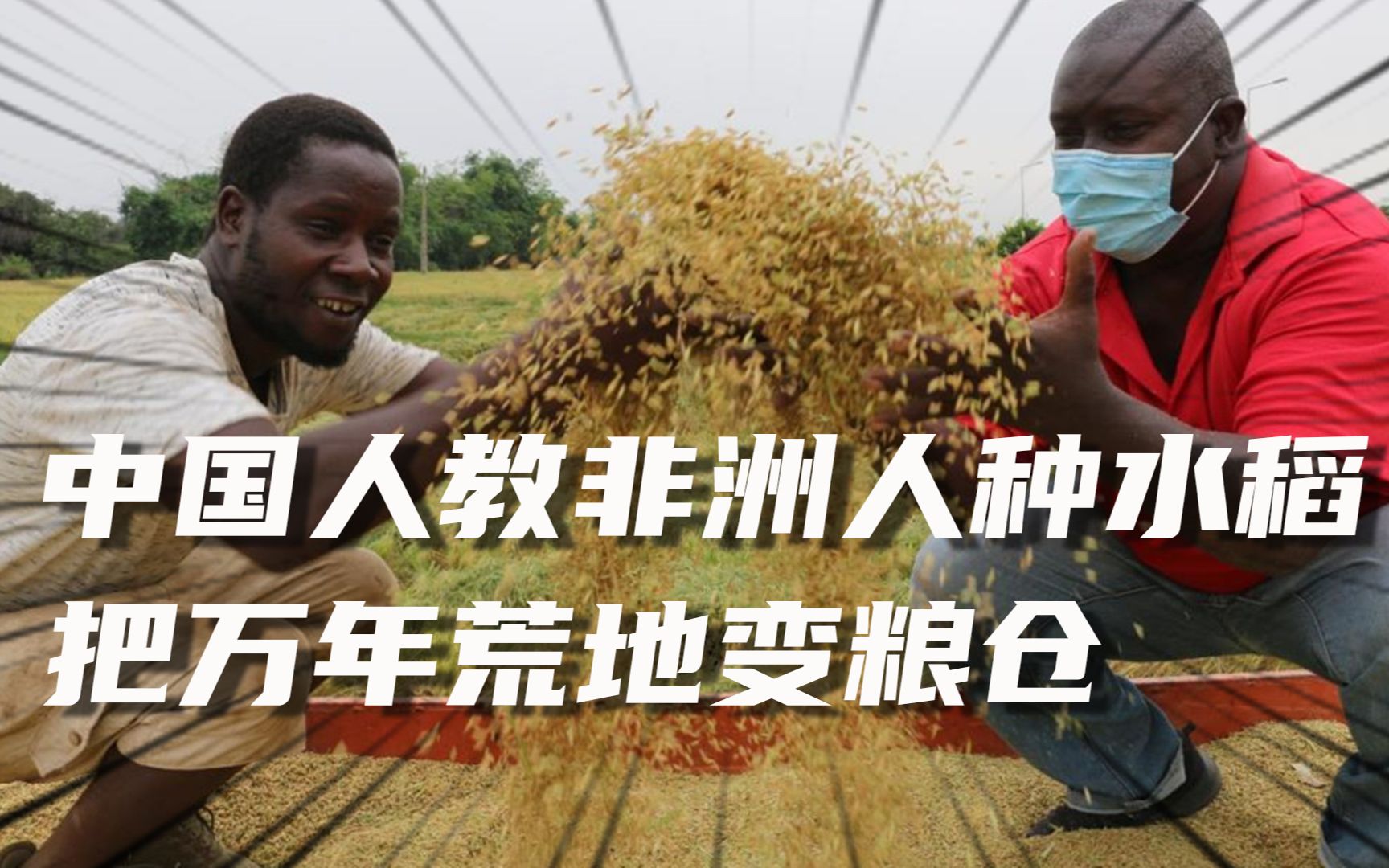 中国人教非洲人种水稻,万年荒地变粮仓,都能吃上蛋炒饭了
