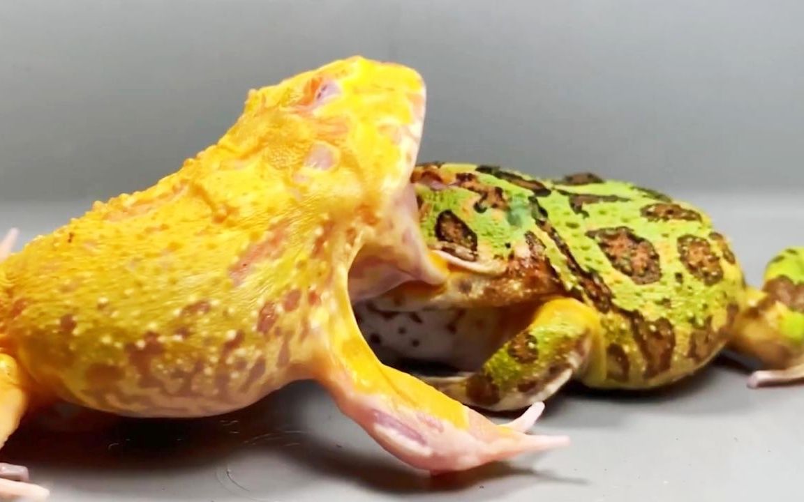 黄金角蛙:尼玛轻点,我嘴唇都被你咬破了