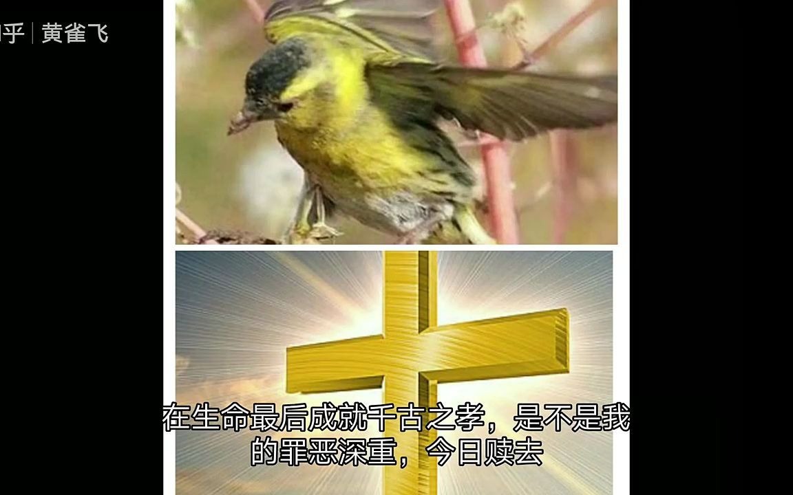 【黄雀飞】黄雀诗(AI配图)哔哩哔哩bilibili