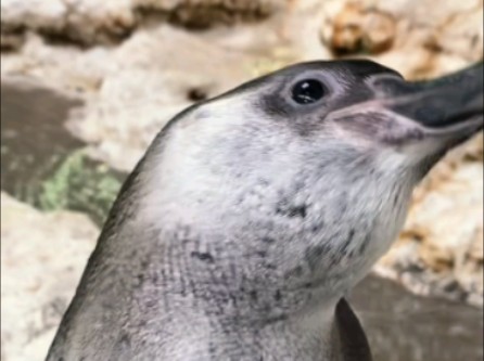 小企鹅大眼睛水汪汪嘟-企鹅天天见珠海长隆企鹅酒店5月16日直播录屏