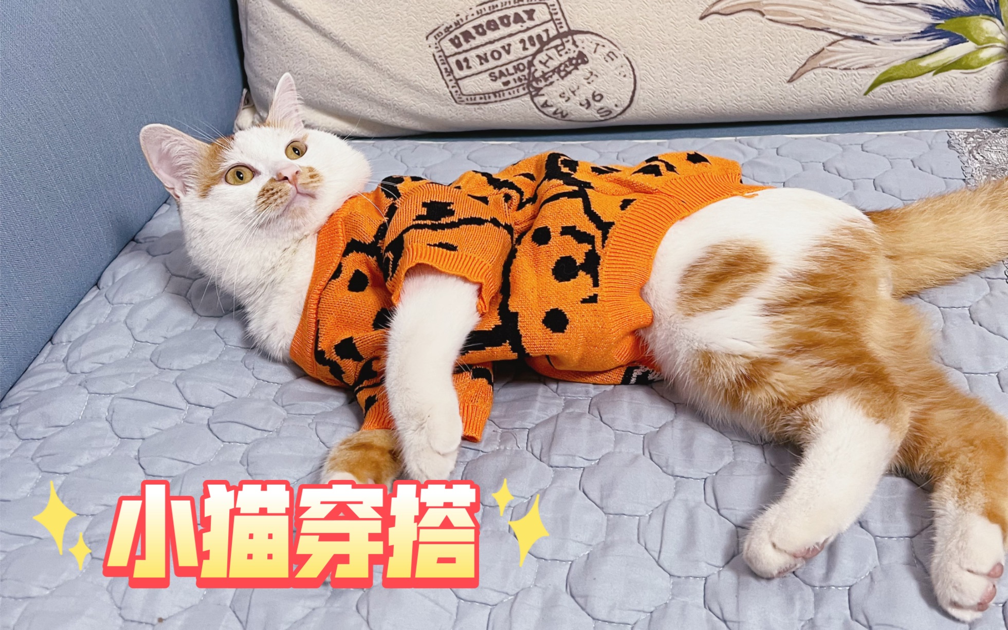 小猫咪的春夏秋冬换装大赏!猫猫衣服也太可爱了哔哩哔哩bilibili