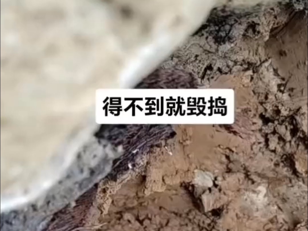 得不到的就....哔哩哔哩bilibili