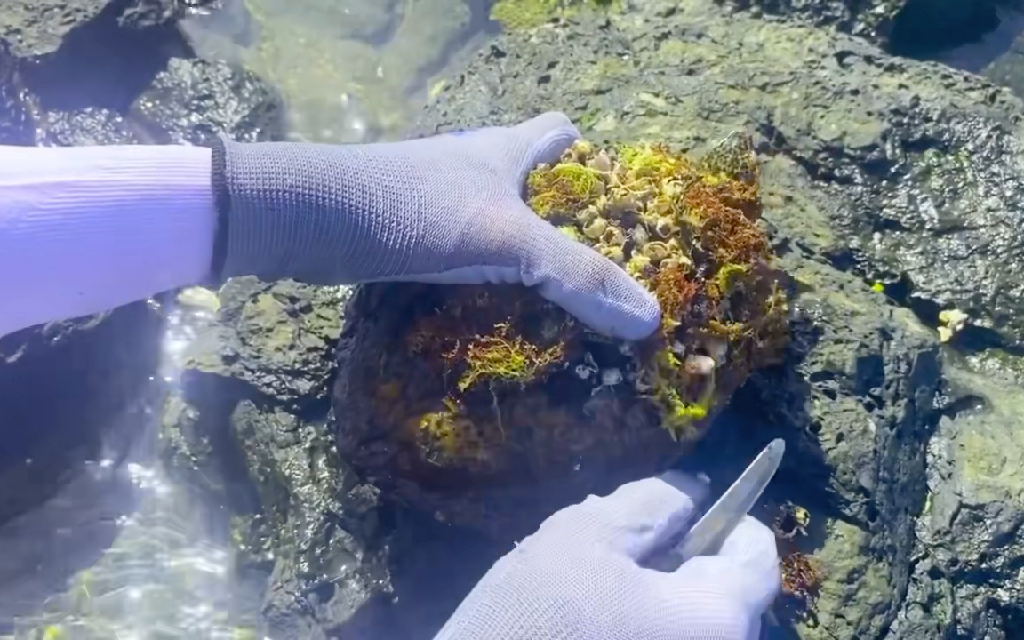 给大家表演扣藤壶