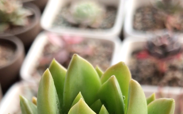 多肉植物 青丽 sedum adolphii green 青丽的叶片看着比黄丽叶片更瘦
