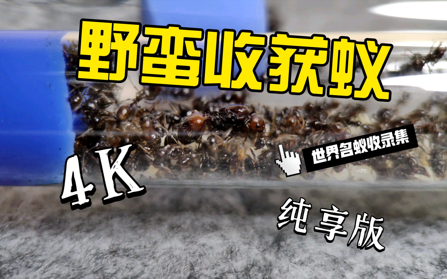 【世界名蚁收录集】野蛮收获蚁(Messor barbarus)哔哩哔哩bilibili