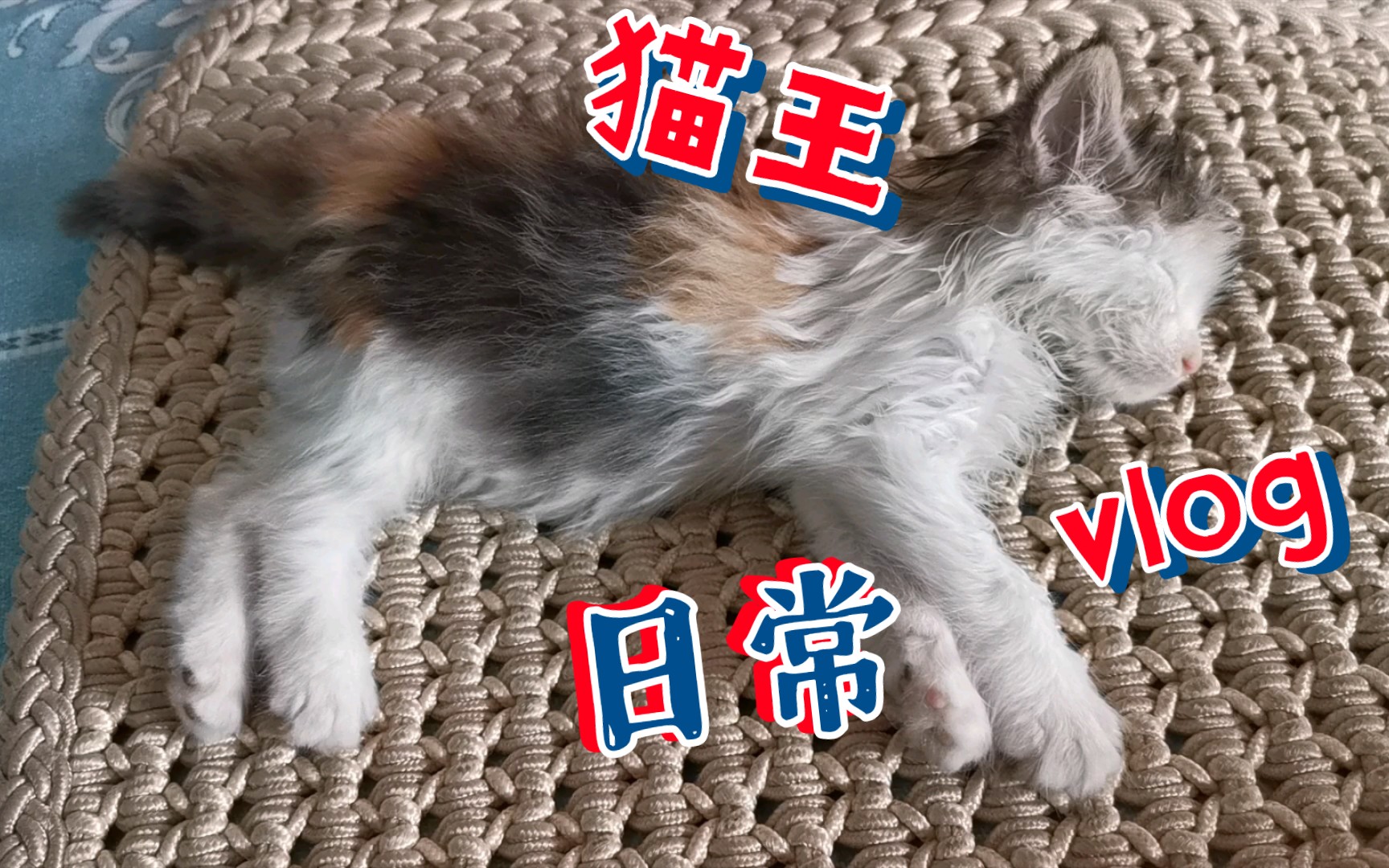 [图]流浪小奶猫变成家中小霸王，头疼