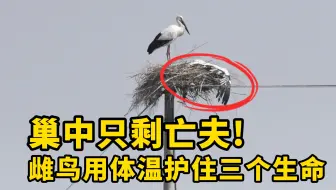白鹳夫妇的生离死别演绎着生命无常与爱的守护