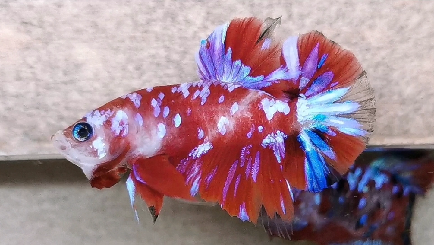 粉红星河将军,泰国斗鱼,扑克斗鱼作品,欢迎各位粉丝选购.