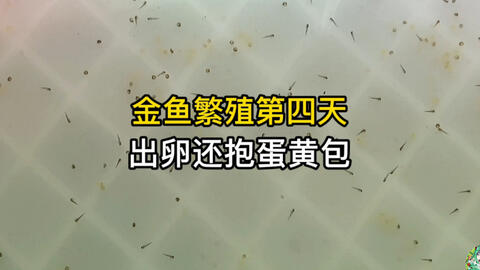 金鱼繁殖二之怎样挑坏卵 哔哩哔哩 Bilibili