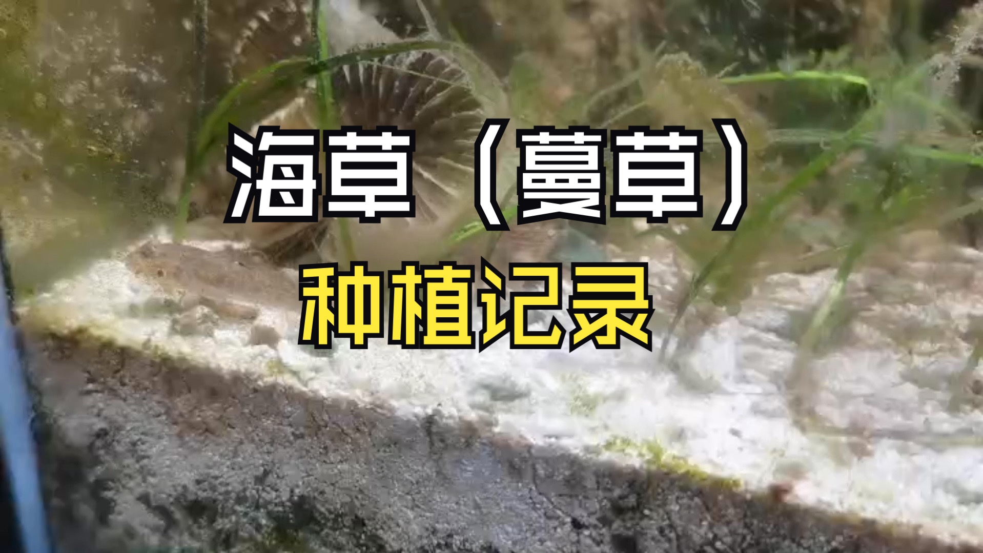 海草(蔓草)种植记录哔哩哔哩bilibili