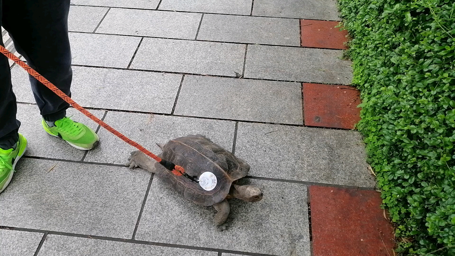 偶遇街头遛乌龟